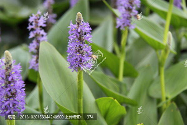 水生植物
