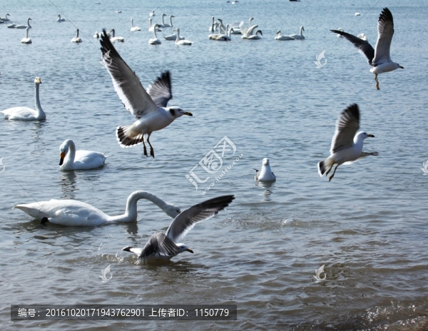 海鷗,海鷗鬧海