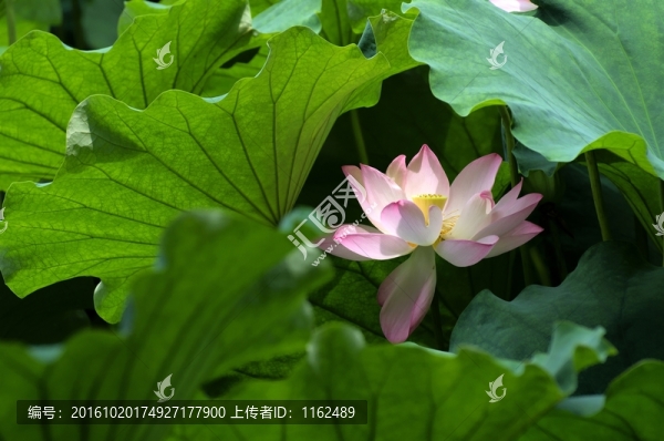 荷花荷葉