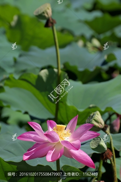 荷花蓮藕