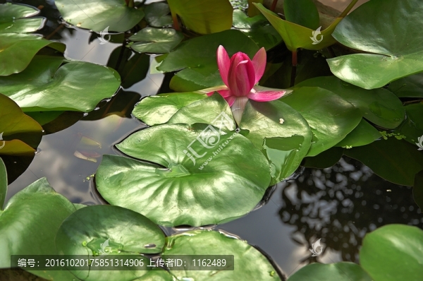 荷花荷葉