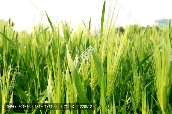 小麥草