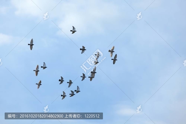 鳥