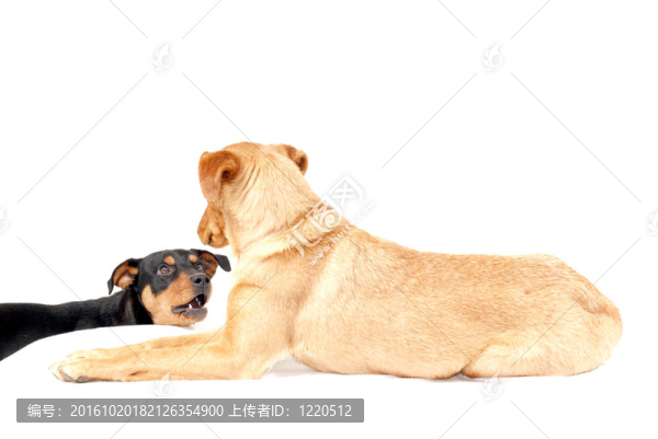 羅威納犬在一起