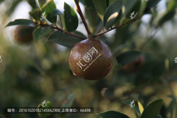 山茶油果