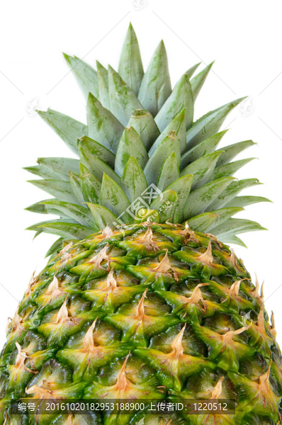 菠蘿的視角