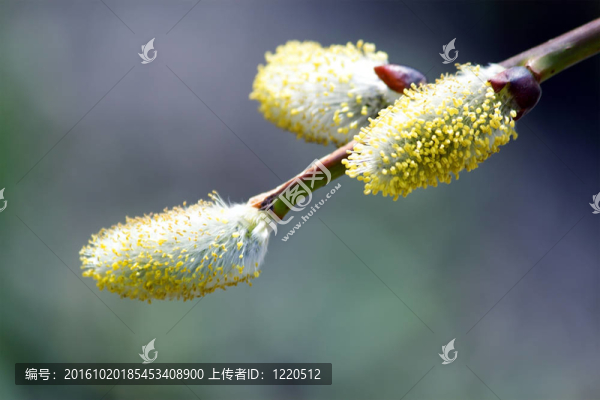 柳樹的芽