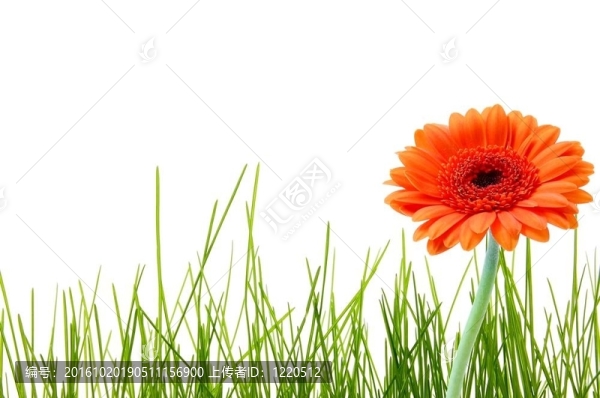 孤草