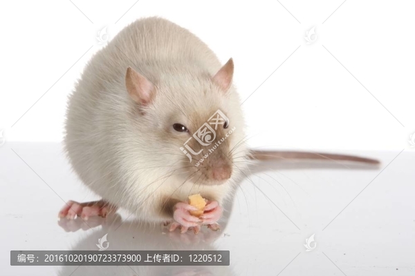 寵物小白鼠