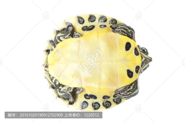 緩慢的烏龜