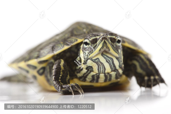爬行動物龜