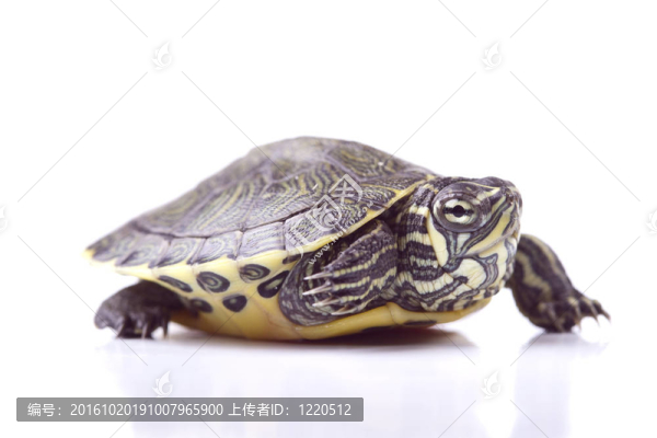 海龜寶寶