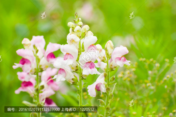 野生七彩金魚草的花