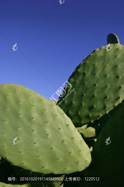 仙人掌仙人掌了Mediterranean地區(qū)