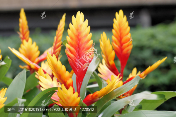 紅色和黃色的鳳梨