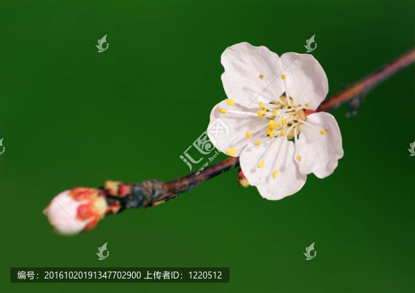 枝上的花