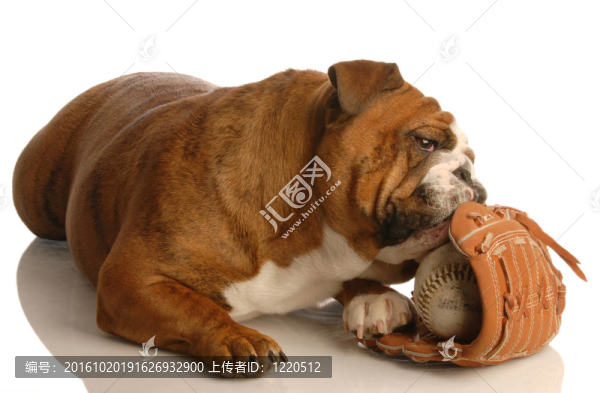英國斗牛犬玩棒球和棒球手套