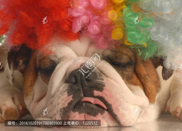 英國斗牛犬與多姿多彩的小丑假發(fā)孤立在白色背景