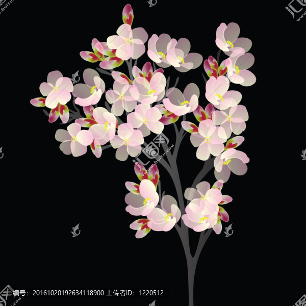 櫻桃枝