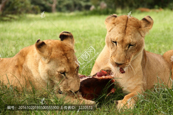 獅子吃肉
