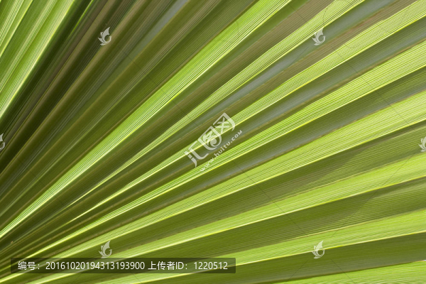 綠色模式
