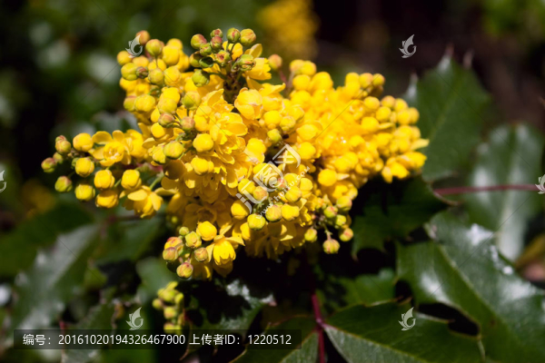 黃色花朵的Grape,Holly