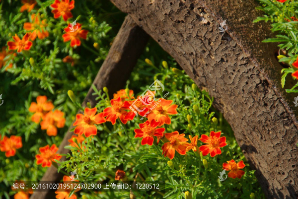 萬壽菊15