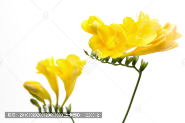 黃色的花
