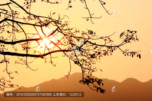 日落樹；木棉；輪廓