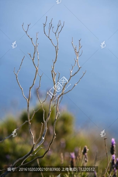 藍色的海景從高山草