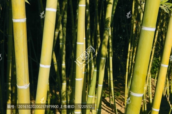 竹蔗林