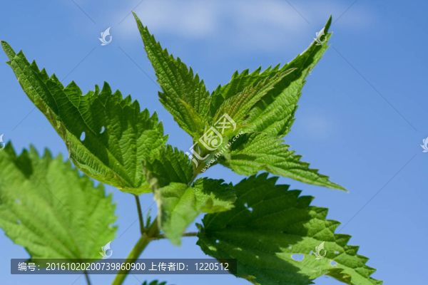 在天空的背景上
