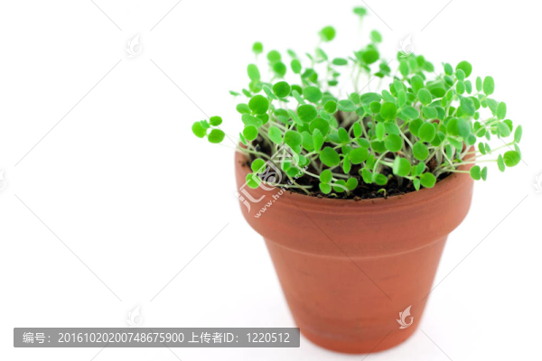 綠芽從土壤中生長(zhǎng)。白色隔離