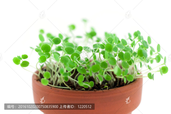 綠芽從土壤中生長。白色隔離