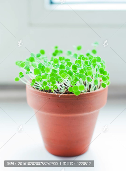 陶瓷花盆中的綠色小豆芽