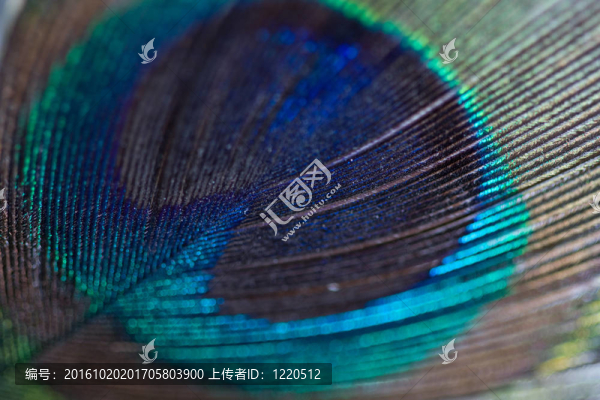 孔雀羽毛
