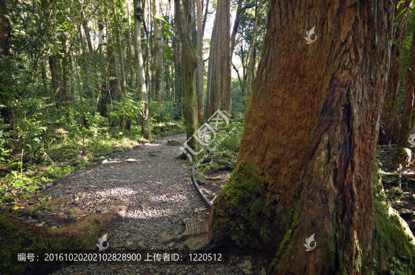 林路；瓦胡島；夏威夷