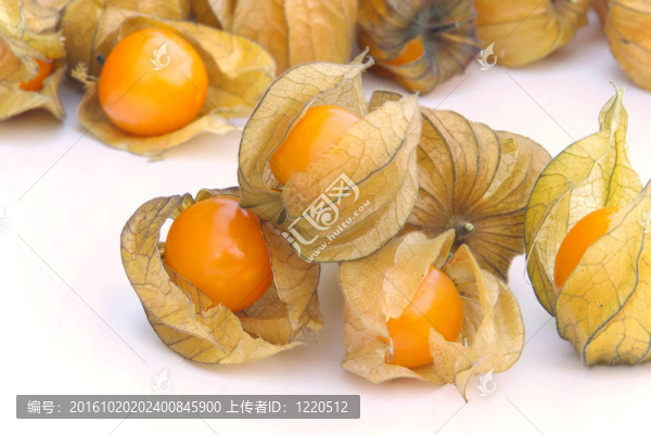 酸漿14