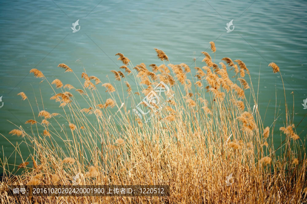 湖附近的蘆葦