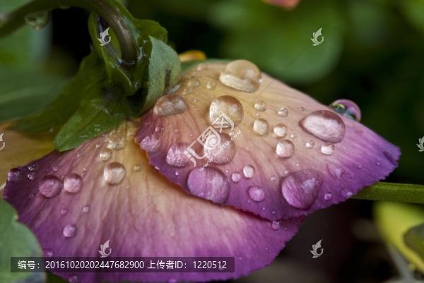 潮濕的紫色的花