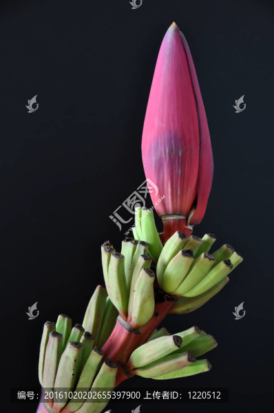 香蕉花