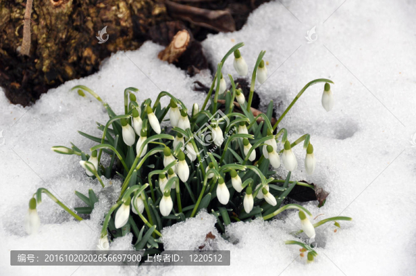雪花在春天