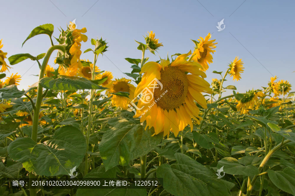 向日葵花田