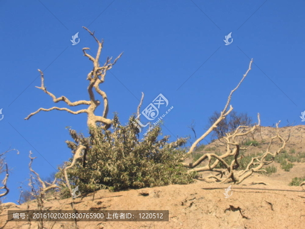 布什在Hill