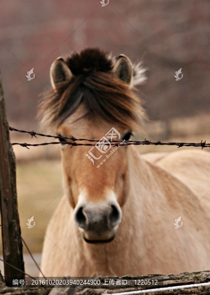 穿過柵欄的馬
