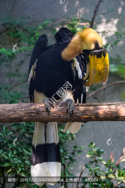 大犀鳥