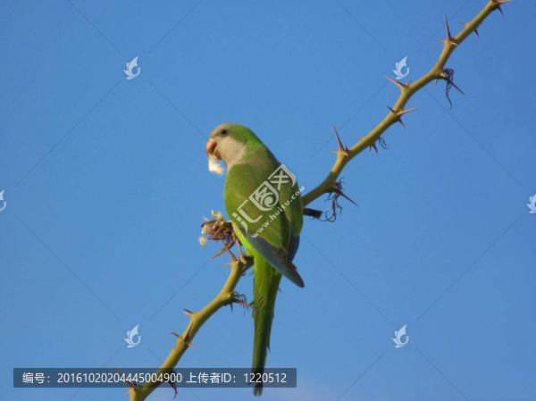 綠色的鸚鵡