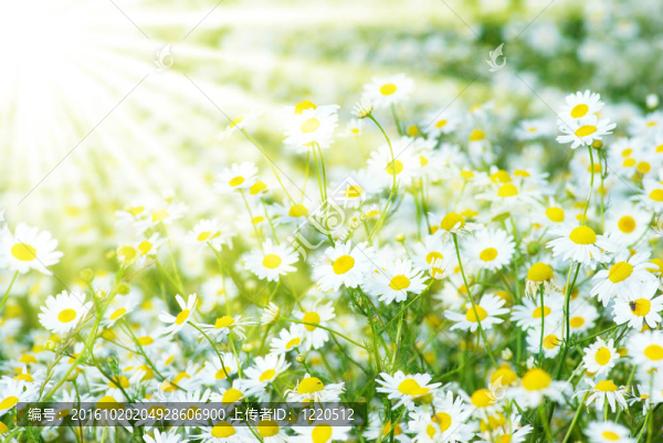 camomiles背景