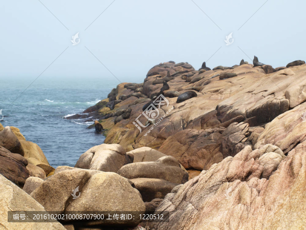 海豹
