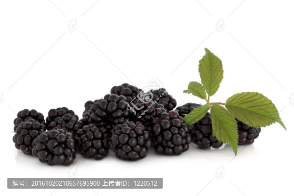 黑莓果